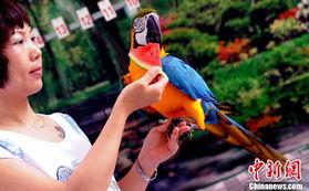 鹦鹉吃瓜视频播放,萌态可掬引网友热议