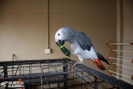 鹦鹉吃瓜视频播放,萌态可掬引网友热议