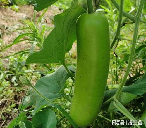 晚上吃的瓜有什么危害呢,晚间食用瓜果的潜在危害解析