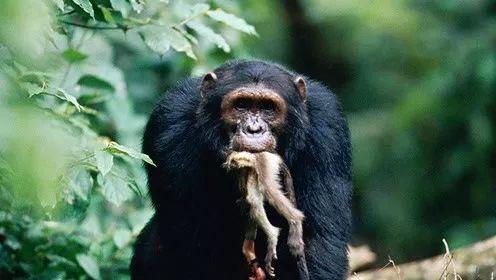 黑猩猩吃瓜图片,揭秘灵长类动物的天然喜好