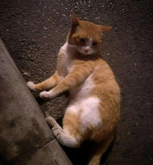 微信头像小猫吃瓜