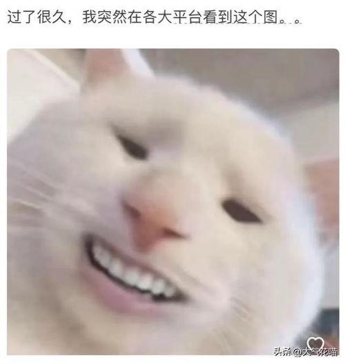 微信头像小猫吃瓜