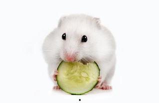 仓鼠可以吃捧瓜么,捧瓜是否适宜作为仓鼠美食