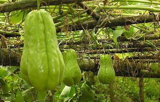 我的农村365吃瓜