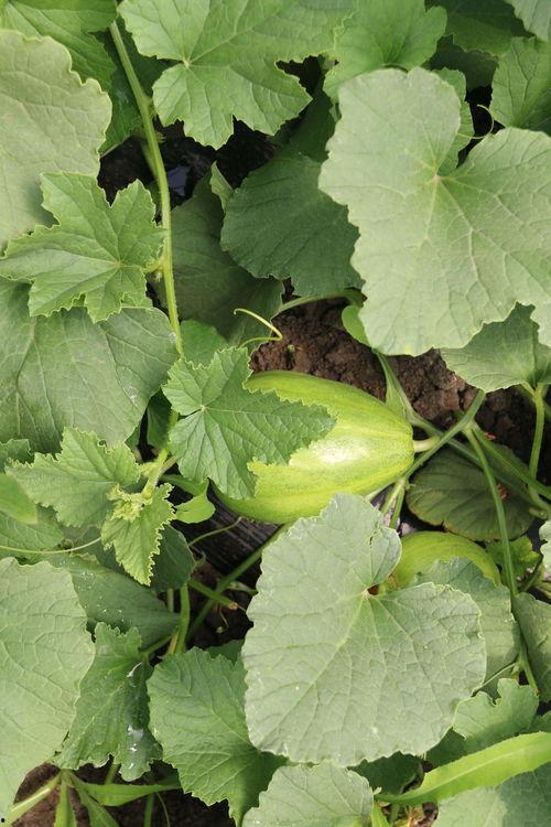 合瓜嫩芽怎么吃,合瓜嫩芽的多样美味食用指南