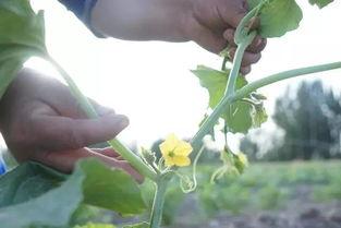 樱花校园吃瓜群众,吃瓜群众的热议焦点