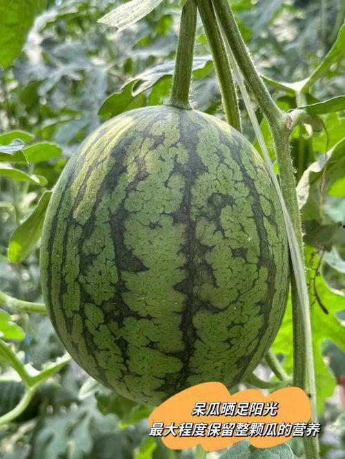 小藤吃瓜视频,揭秘娱乐圈幕后故事