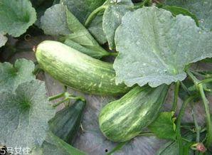 吃酥瓜通便吗,揭秘通便的秘密