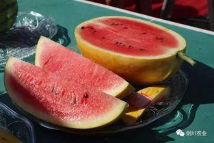 周岁吃瓜,瓜果飘香，快乐成长