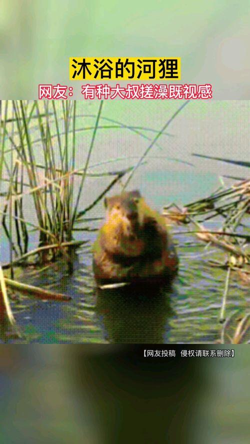 河狸洗澡吃瓜