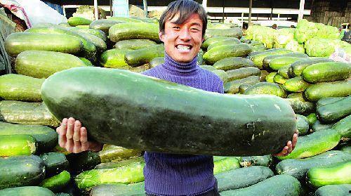 内脏被吃的瓜,揭秘内脏被吃的神秘瓜果之谜