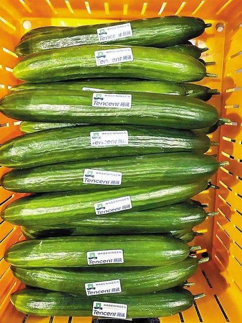 小瓜如何晒干吃的,传统美味新体验