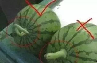 吃瓜的正确手法,解锁吃瓜的正确姿势与技巧