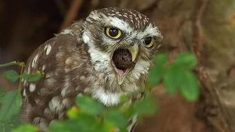 带你吃瓜猫头鹰,带你领略“带你吃瓜猫头鹰”的独特魅力