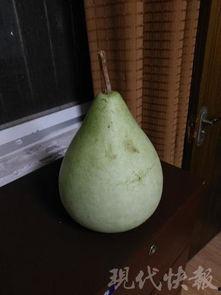 盐城人在吃瓜,品味生活，共享欢乐时光