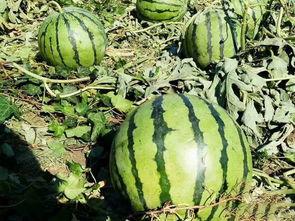 楼楼吃瓜,揭秘娱乐圈那些不为人知的幕后故事