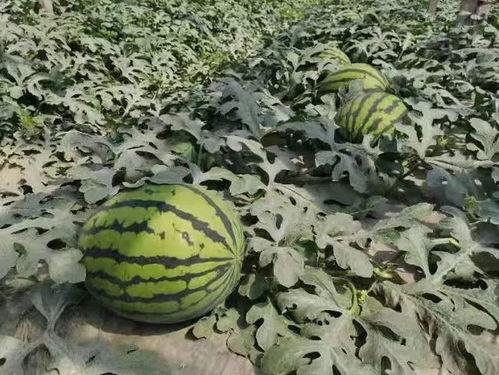 寿光中医院吃瓜,瓜果飘香里的健康守护