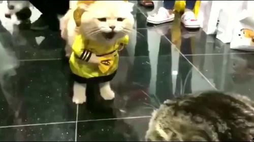 狸花猫群众吃瓜,吃瓜背后的趣味与思考