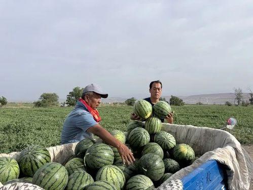 湖心亭吃瓜,揭秘网红打卡地的幕后故事