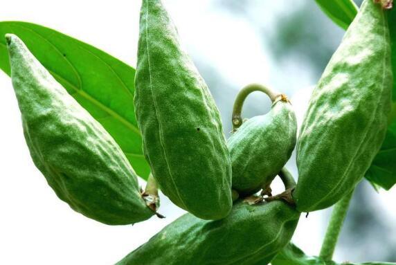 牛角瓜能蒸吃吗,探索美味与营养的双重享受