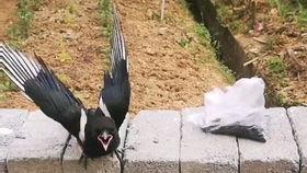 吃燕子的瓜,吃燕子的瓜背后的故事