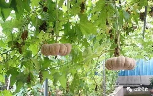 吃瓜模式广告,跟随广告潮流，一起“瓜”出精彩人生