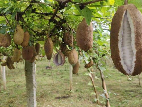 你有多长时间没吃八月瓜,回忆中的甜蜜时光