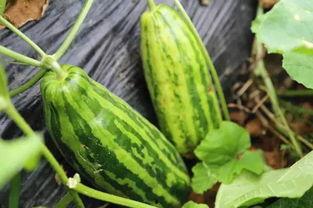 吃瓜这瓜好甜什么意思,揭秘“吃瓜这瓜好甜”背后的甜蜜故事