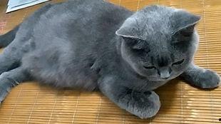 吃瓜猫大小s,揭秘娱乐圈的趣味互动