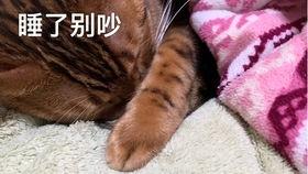 吃瓜猫大小s,揭秘娱乐圈的趣味互动