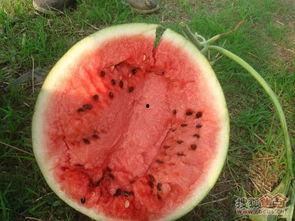 云南在边境吃瓜