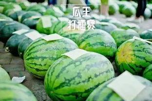 吃瓜比赛的介绍,一场别开生面的吃瓜比赛盛况全记录