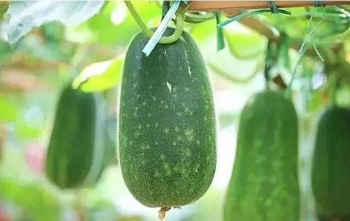 廊坊倩文吃瓜,揭秘吃瓜群众的趣味生活