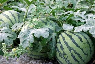 廊坊倩文吃瓜,揭秘吃瓜群众的趣味生活