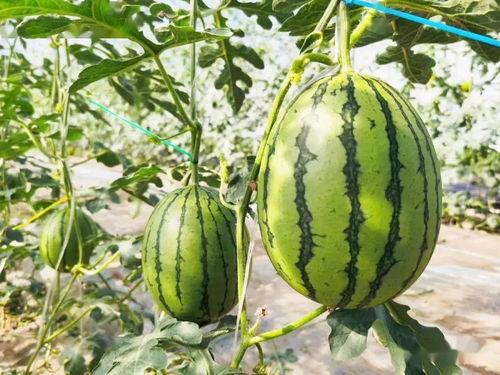 廊坊倩文吃瓜,揭秘吃瓜群众的趣味生活