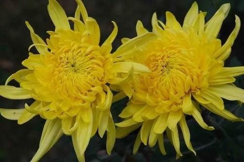 吃矮菊瓜好吗,矮菊瓜的营养价值与食用益处解析