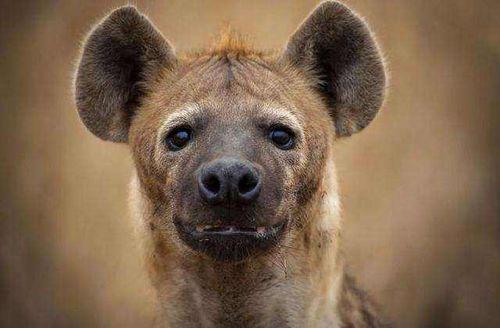 鬣狗吃瓜视频大全,鬣狗吃瓜视频大全趣味盘点