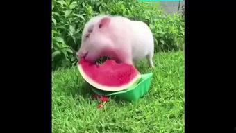 卡通小猪吃瓜,卡通小猪欢乐吃瓜记
