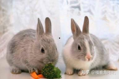 兔子吃网纹瓜吗,探寻小动物的特殊饮食习惯
