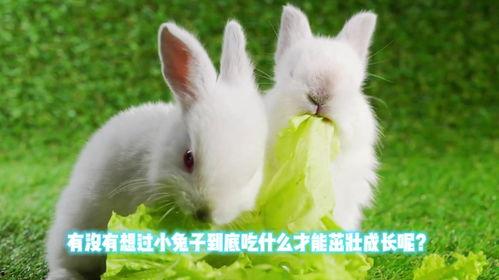 兔子吃网纹瓜吗,探寻小动物的特殊饮食习惯