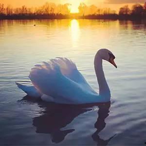 天鹅吃瓜精彩片段,一场别开生面的生态盛宴