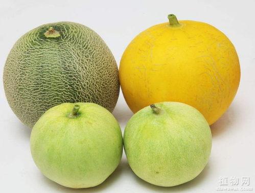 吃瓜剌嗓子,警惕“剌嗓子”的尴尬时刻