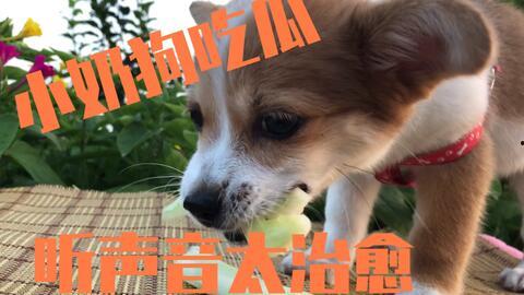 最强吃瓜狗,揭秘娱乐圈幕后风云