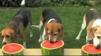 最强吃瓜狗,揭秘娱乐圈幕后风云