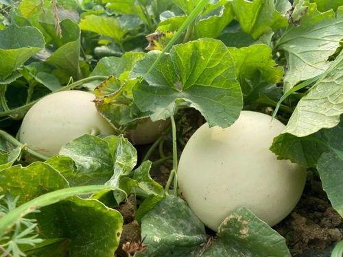 吃瓜视频大自然,揭秘吃瓜视频中的生态奥秘