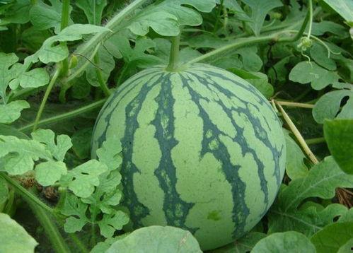 吃瓜有瓜德,探寻瓜界神秘力量