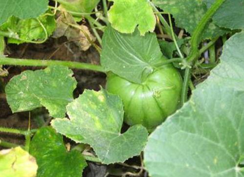 不熟的瓜可以吃,不熟瓜也能吃？揭秘瓜果成熟度与口感的关系