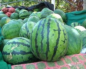 不熟的瓜可以吃,不熟瓜也能吃？揭秘瓜果成熟度与口感的关系