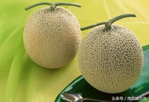 哈密瓜的幼瓜能炒着吃吗