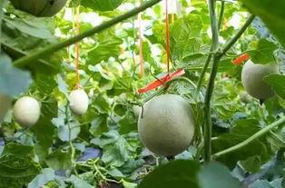 孕晚期吃网纹瓜,营养美味，助力母婴健康